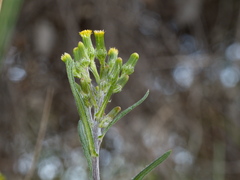 Senecio glomeratus glomeratus