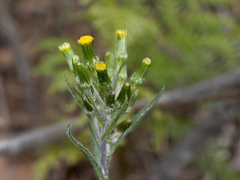 Senecio glomeratus glomeratus