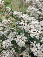 Spyridium