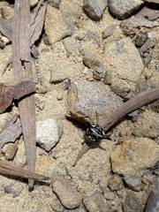 Alcimocoris japonensis