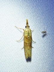 Macrorrhinia endonephele