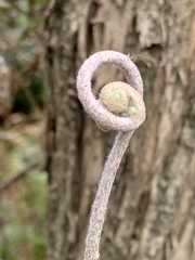 Gleichenia microphylla