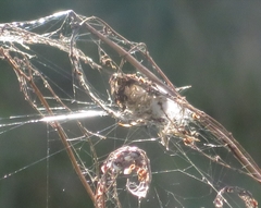 Araneus quadratus
