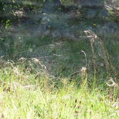 Araneus quadratus