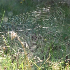 Araneus quadratus