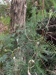 Gleichenia microphylla