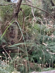 Gleichenia microphylla