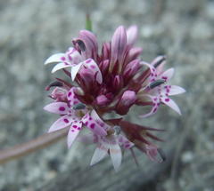 Lobelia jasionoides