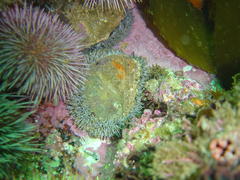 Haliotis midae