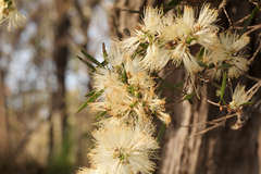 Melaleuca groveana