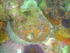 Haliotis midae