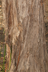 Melaleuca groveana