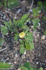 Kallstroemia
