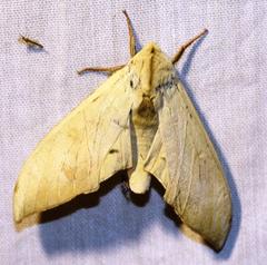 Pseudoclanis postica