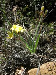 Hypoxis floccosa