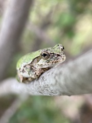 Hyla japonica