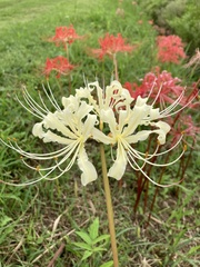 Lycoris radiata