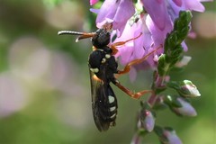 Nomada rufipes