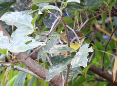 Pteruthius melanotis