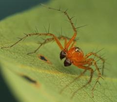 Oxyopes vogelsangeri