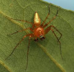 Oxyopes vogelsangeri