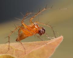 Oxyopes vogelsangeri