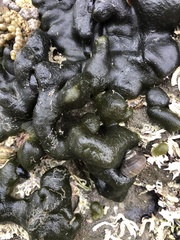 Codium convolutum