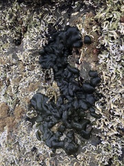Codium convolutum