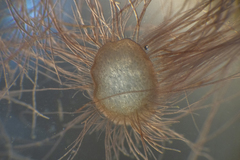Dasya extensa