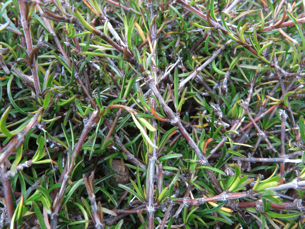 Coprosma elatirioides