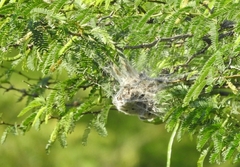 Stegodyphus sarasinorum