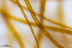 Dasya extensa