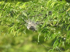 Stegodyphus sarasinorum