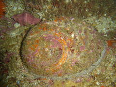 Haliotis midae