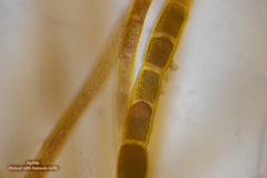 Dasya extensa