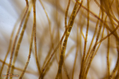 Dasya extensa
