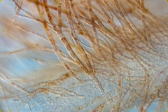 Dasya extensa