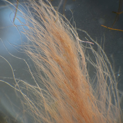 Dasya extensa