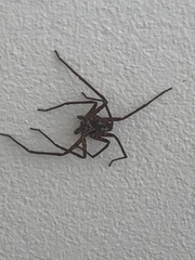 Heteropoda venatoria
