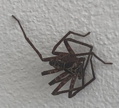 Heteropoda venatoria