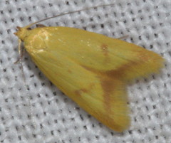 Aeolothapsa malacella