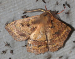 Anthela repleta