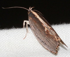 Archaereta dorsivittella