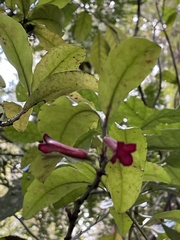 Alseuosmia macrophylla