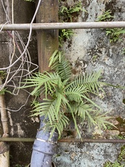 Pteris vittata