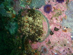 Haliotis midae