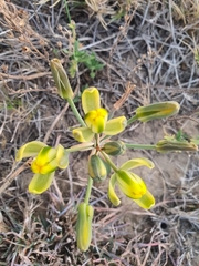 Albuca tortuosa