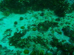 Haliotis midae