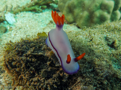 Hypselodoris brycei