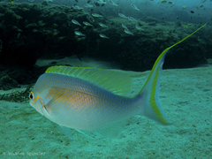 Scolopsis monogramma